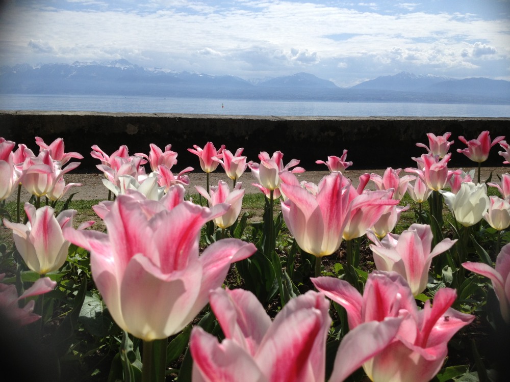 Tulipan4.jpg